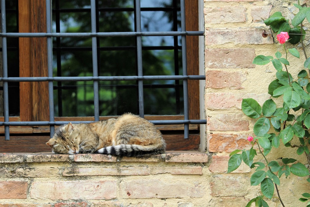 イメージ画像、眠る猫